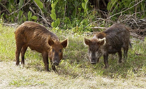 512px-Wild_Pig_KSC02pd0873
